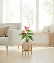 Load image into Gallery viewer, Sandy Pink stand:bamboo