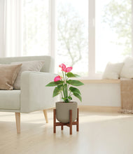 Load image into Gallery viewer, Sage Green stand:walnut