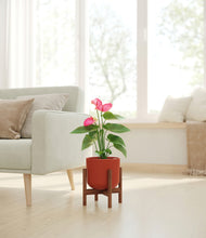 Load image into Gallery viewer, Earth Red stand:walnut