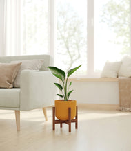 Load image into Gallery viewer, Sunset Orange stand:walnut