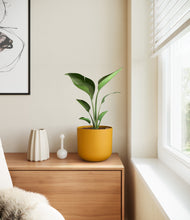 Load image into Gallery viewer, Sunset Orange