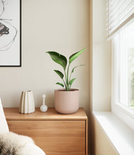 Load image into Gallery viewer, Sandy Pink