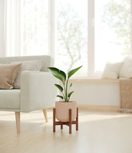 Load image into Gallery viewer, Sandy Pink stand:walnut