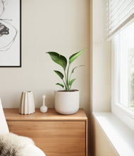 Load image into Gallery viewer, Natural Bamboo