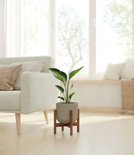 Load image into Gallery viewer, Sage Green stand:walnut