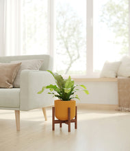 Load image into Gallery viewer, Sunset Orange stand:walnut