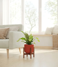 Load image into Gallery viewer, Earth Red stand:walnut