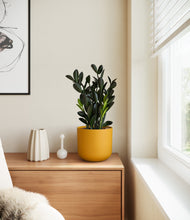 Load image into Gallery viewer, Sunset Orange