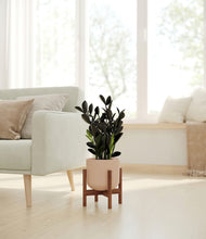 Load image into Gallery viewer, Sandy Pink stand:walnut