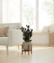 Load image into Gallery viewer, Sage Green stand:walnut