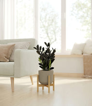 Load image into Gallery viewer, Sage Green stand:bamboo