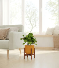 Load image into Gallery viewer, Sunset Orange stand:walnut