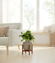 Load image into Gallery viewer, Sage Green stand:walnut