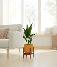 Load image into Gallery viewer, Sunset Orange stand:walnut