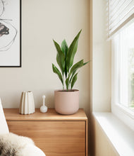 Load image into Gallery viewer, Sandy Pink