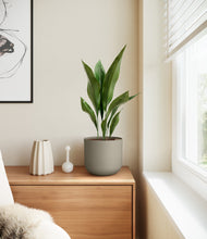 Load image into Gallery viewer, Sage Green