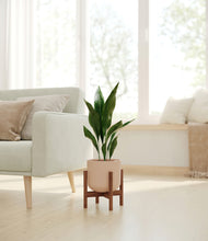 Load image into Gallery viewer, Sandy Pink stand:walnut