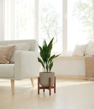 Load image into Gallery viewer, Sage Green stand:walnut