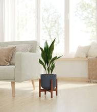 Load image into Gallery viewer, Iron Gray stand:walnut