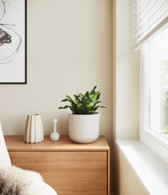 Load image into Gallery viewer, Natural Bamboo