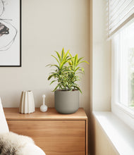 Load image into Gallery viewer, Sage Green