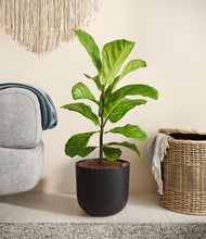 Load image into Gallery viewer, Stone Black