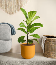 Load image into Gallery viewer, Sunset Orange