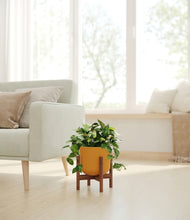 Load image into Gallery viewer, Sunset Orange stand:walnut