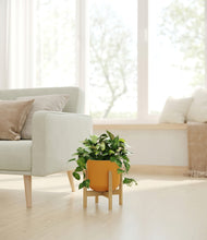 Load image into Gallery viewer, Sunset Orange stand:bamboo