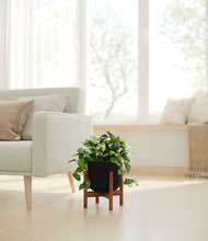 Load image into Gallery viewer, Stone Black stand:walnut