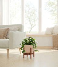 Load image into Gallery viewer, Sandy Pink stand:walnut