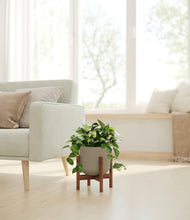 Load image into Gallery viewer, Sage Green stand:walnut