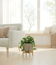 Load image into Gallery viewer, Sage Green stand:bamboo