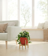 Load image into Gallery viewer, Earth Red stand:bamboo