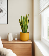 Load image into Gallery viewer, Sunset Orange