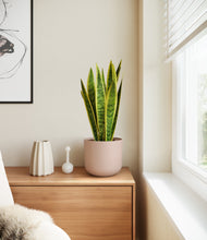 Load image into Gallery viewer, Sandy Pink