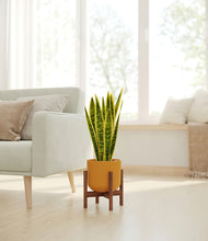 Load image into Gallery viewer, Sunset Orange stand:walnut