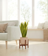 Load image into Gallery viewer, Sandy Pink stand:walnut