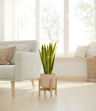 Load image into Gallery viewer, Sandy Pink stand:bamboo