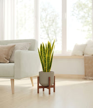 Load image into Gallery viewer, Sage Green stand:walnut