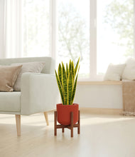 Load image into Gallery viewer, Earth Red stand:walnut