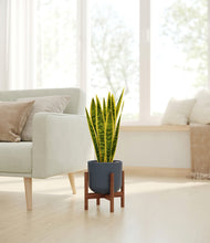 Load image into Gallery viewer, Iron Gray stand:walnut