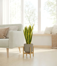 Load image into Gallery viewer, Sage Green stand:bamboo