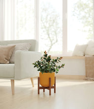 Load image into Gallery viewer, Sunset Orange stand:walnut