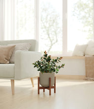 Load image into Gallery viewer, Sage Green stand:walnut