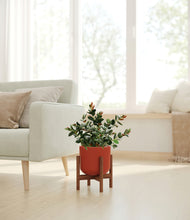 Load image into Gallery viewer, Earth Red stand:walnut