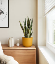 Load image into Gallery viewer, Sunset Orange