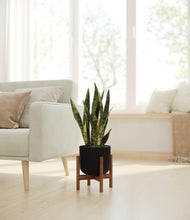 Load image into Gallery viewer, Stone Black stand:walnut