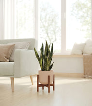 Load image into Gallery viewer, Sandy Pink stand:walnut