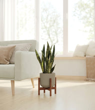 Load image into Gallery viewer, Sage Green stand:walnut